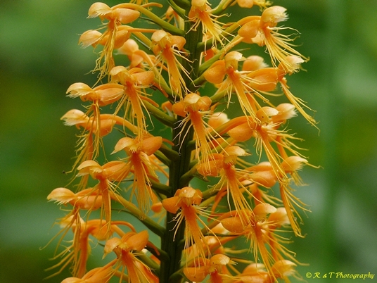 {Platanthera chapmanii}